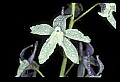 01030-00080-Blue or Purple Flowers-Dwarf Larkspur.jpg
