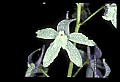 01030-00081-Blue or Purple Flowers-Dwarf Larkspur.jpg