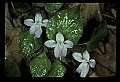 01030-00084-Blue or Purple Flowers-Selkirk's Violet.jpg
