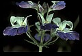 01030-00089-Blue or Purple Flowers-Blue-eyed Mary.jpg