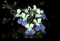 01030-00092-Blue or Purple Flowers-Blue-eyed Mary.jpg