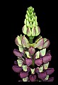 01030-00096-Blue or Purple Flowers-Garden Lupine.jpg