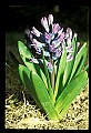 01030-00097-Blue or Purple Flowers-Grape Hyacynth.jpg
