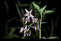 01030-00099-Blue or Purple Flowers-Nightshade.jpg