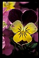 01030-00104-Blue or Purple Flowers-Pansy.jpg