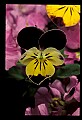01030-00106-Blue or Purple Flowers-Pansy.jpg