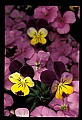01030-00107-Blue or Purple Flowers-Pansy.jpg