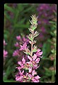 01030-00111-Blue or Purple Flowers-Purple Loosestrife.jpg