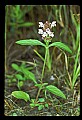 01030-00112-Blue or Purple Flowers-Selfheal or Heal-all.jpg