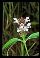 01030-00113-Blue or Purple Flowers-Selfheal or Heal-all.jpg