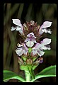 01030-00115-Blue or Purple Flowers-Selfheal or Heal-all.jpg