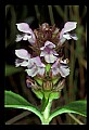01030-00116-Blue or Purple Flowers-Selfheal or Heal-all.jpg