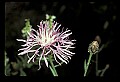 01030-00117-Blue or Purple Flowers-Spotted Knapweed.jpg