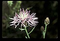 01030-00118-Blue or Purple Flowers-Spotted Knap-weed.jpg