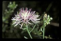 01030-00119-Blue or Purple Flowers-Spotted Knapweed.jpg