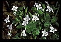 01030-00121-Blue or Purple Flowers-Selkirk's Violet.jpg