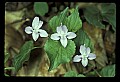 01030-00122-Blue or Purple Flowers-Selkirk's Violet.jpg