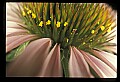 01030-00124-Blue or Purple Flowers-Purple Coneflower.jpg