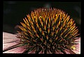 01030-00125-Blue or Purple Flowers-Purple Coneflower.jpg
