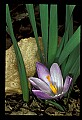 01030-00129-Blue or Purple Flowers.jpg
