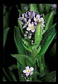 01030-00130-Blue or Purple Flowers.jpg