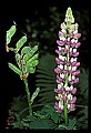 01030-00131-Blue or Purple Flowers-Garden Lupine.jpg