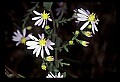 01030-00139-Blue or Purple Flowers-Smooth Aster.jpg