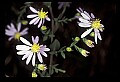 01030-00140-Blue or Purple Flowers-Smooth Aster.jpg
