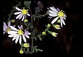 01030-00141-Blue or Purple Flowers-Smooth Aster.jpg