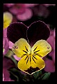 01030-00144-Blue or Purple Flowers-Pansy.jpg