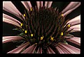 01030-00152-Blue or Purple Flowers-Purple Coneflower.jpg