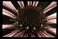 01030-00153-Blue or Purple Flowers-Purple Coneflower.jpg
