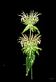 01030-00154-Blue or Purple Flowers-Basil Balm.jpg