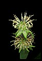 01030-00156-Blue or Purple Flowers-Basil Balm.jpg