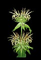 01030-00163-Blue or Purple Flowers-Basil Balm.jpg