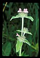 01030-00169-Blue or Purple Flowers-Spearmint.jpg