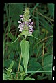 01030-00170-Blue or Purple Flowers-Heal-all.jpg