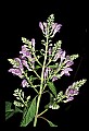 01030-00171-Blue or Purple Flowers-Downy Skullcap.jpg
