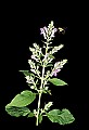 01030-00172-Blue or Purple Flowers-Downy Skullcap.jpg