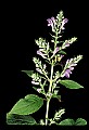 01030-00173-Blue or Purple Flowers-Downy Skullcap.jpg