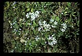 01030-00176-Blue or Purple Flowers-Blue-eyed Mary and Blue Phlox.jpg