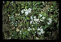 01030-00177-Blue or Purple Flowerss-Blue-eyed Mary and Blue Phlox.jpg