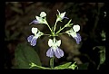 01030-00178-Blue or Purple Flowers-Blue-eyed Mary.jpg