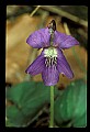 01030-00180-Blue or Purple Flowers-Common Blue Violet.jpg