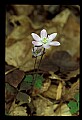 01030-00185-Blue or Purple Flowers-Round-lobed Hepatica.jpg