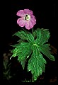 01030-00186-Blue or Purple Flowers-Wild Geranium.jpg