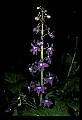 01030-00191-Blue or Purple Flowers-Dwarf Larkspur.jpg