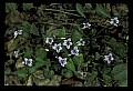 01030-00200-Blue or Purple Flowers-Long-spurred Violets.jpg