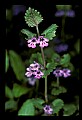 01030-00203-Blue or Purple Flowers.jpg