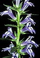 1-6-07-00126 great lobelia-purple flower.jpg